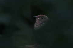 Phoenicurus phoenicurus