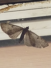 Eupithecia pusillata