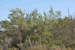 Aspalathus hirta hirta