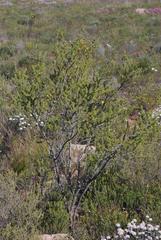 Aspalathus hirta hirta