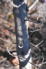 Aspalathus hirta hirta