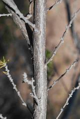 Aspalathus hirta hirta