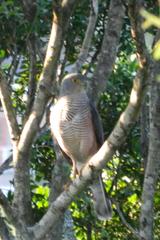 Accipiter tachiro tachiro