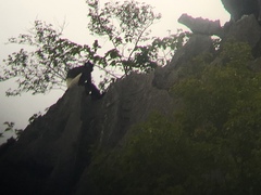 Trachypithecus delacouri