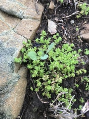 Crassula decumbens