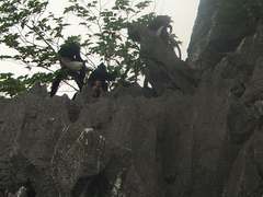 Trachypithecus delacouri