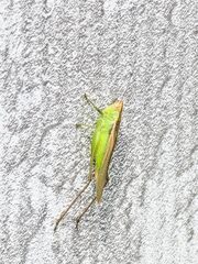 Tettigoniidae