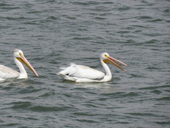 Pelecanus erythrorhynchos