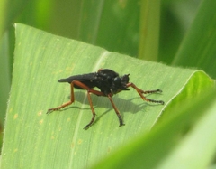 Proagonistes