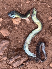 Dendroaspis jamesoni