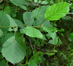 Alnus × pubescens