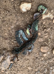 Dendroaspis jamesoni