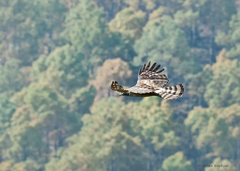 Nisaetus nipalensis