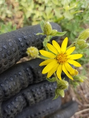 Heterotheca utahensis