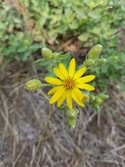 Heterotheca utahensis