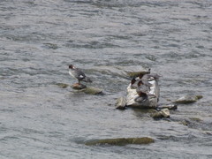 Mergus merganser