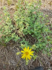 Heterotheca utahensis