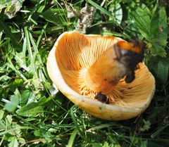 Lactarius salmonicolor