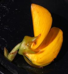 Cyclopia genistoides