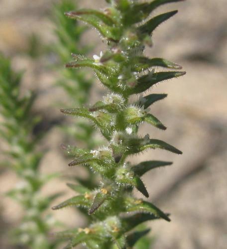Chenopodiopsis hirta (Chenopodiopsis hirta)