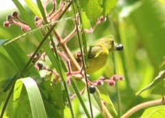 Euphonia laniirostris