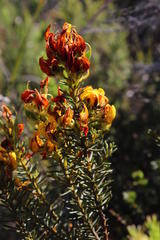 Cyclopia genistoides