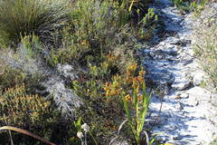 Cyclopia genistoides