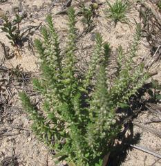 Chenopodiopsis hirta