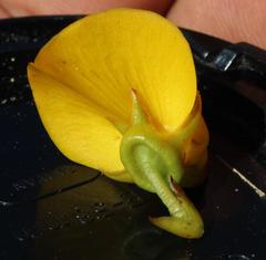 Cyclopia genistoides