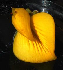 Cyclopia genistoides