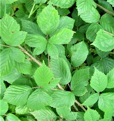 Rubus adenanthoides