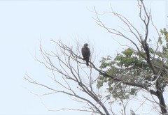 Buteo swainsoni