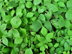 Rubus adenanthoides