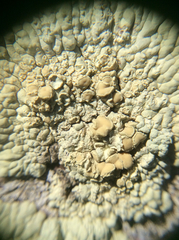 Protoparmeliopsis pinguis