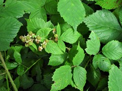 Rubus adenanthoides