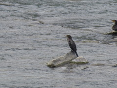 Nannopterum brasilianum