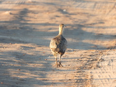 Rhynchotus rufescens