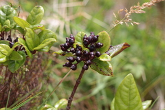 Viburnum treleasei