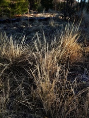 Muhlenbergia straminea