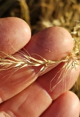 Muhlenbergia straminea