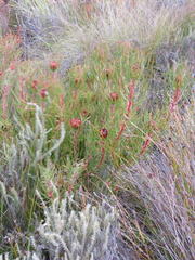 Protea canaliculata