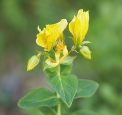 Hypericum richeri burseri