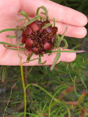 Protea canaliculata