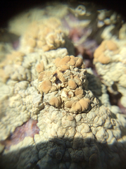 Protoparmeliopsis pinguis