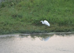 Ardea alba
