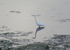 Ardea alba