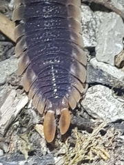 Porcellio echinatus