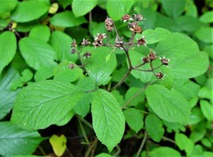 Rubus rufescens
