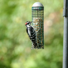 Dryobates pubescens pubescens