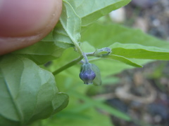 Physalis solanacea